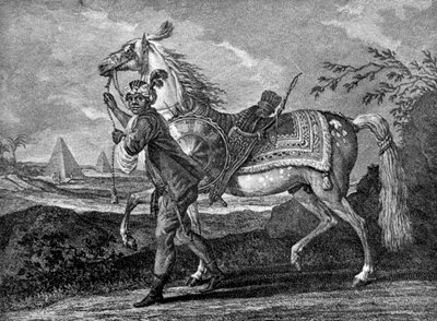 Turecký arabský kůň, 1722 1938 od Unbekannt