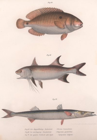Bimaculatus dvouskvrnný, africký Redfin, Barracuda, kolem 50. let 19. století od Unbekannt