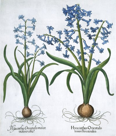 Dva modré hyacinty, 1613 od Unbekannt