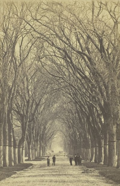 Bezejmenná alej stromů, 1840-1900. od Unbekannt