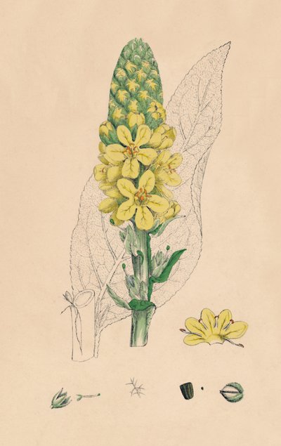 Verbascum Thapsus. Velký Mullein, 19. století od Unbekannt