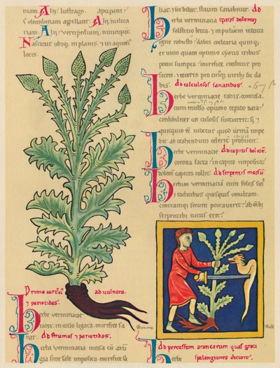 Verbena nebo Vervain, 1947 od Unbekannt
