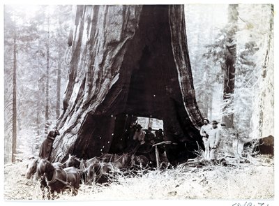 Vůz projíždějící obřím stromem, Severní Amerika, c 1900 od Unbekannt
