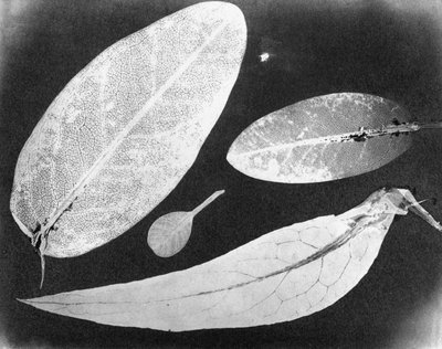 Vodní pevná fotografie Čtyři listy, léto 1839 od Unbekannt