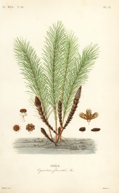 Přeslička vodní nebo přeslička bahenní, Equisetum fluviatile, Prele od Unbekannt