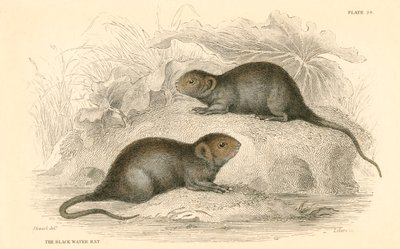 Hraboš vodní Arvicola terrestris, také známý jako černá vodní krysa, 1828 od Unbekannt