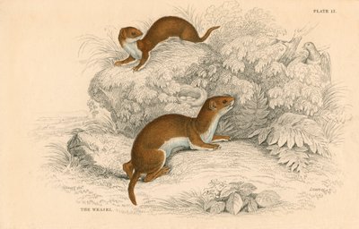Weasel Putorius nivalisMustela vulgaris, nejmenší evropský masožravec, 1828 od Unbekannt