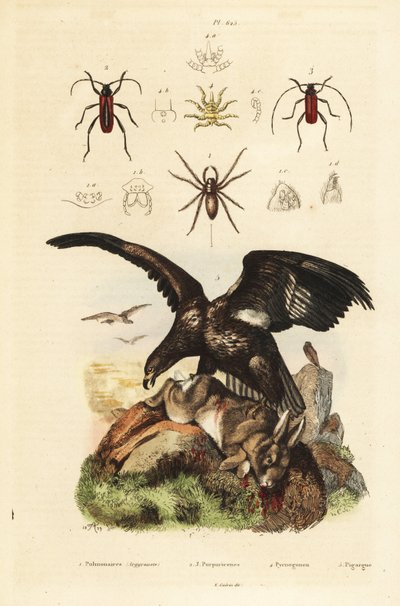 Orel mořský, Haliaeetus albicilla 5, a kořist, vodní pavouk, Argyroneta aquatica 1, Purpuricenus brouci 2 od Unbekannt