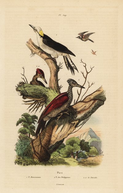 Datel bílý, Melanerpes candidus, Pygmy datl filipínský, Yungipicus maculatus, samec a samice od Unbekannt