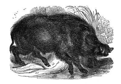 Divoké prase, 1848 od Unbekannt