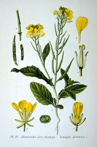 Divoká hořčice, 1893 od Unbekannt