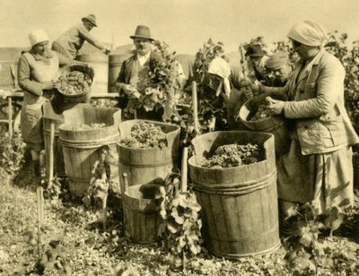 Sklizeň vína u Baden bei Wien, Dolní Rakousko, c1935. od Unbekannt