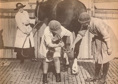 Ženy jako podkovářky v koňské nemocnici velké firmy dopravních stykačů, c1916, 1935 od Unbekannt