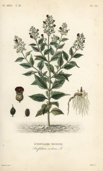 Woodland Feijivert, Scrofulariae Nosa, Scrofulaire od Unbekannt