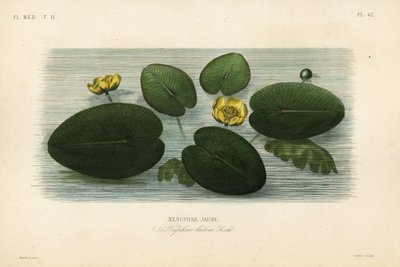 Leknín žlutý, Nuphar lutea, Nenuphar lutea, Nenuphar jaune od Unbekannt