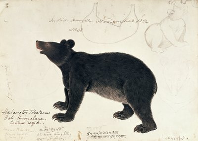 Kresba asijské černého medvěda, Ursus Tibetanus, z centrální oblasti Himálaje od Unbekannt Unbekannt