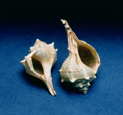Murex shell od Unbekannt Unbekannt