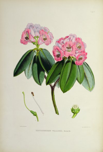 Rhododendron: Wallichii, z `Rododendrony ze Sikkim-Himalaya od J.D. Hookera 1849-51 od Unbekannt Unbekannt