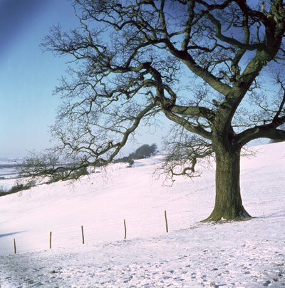 Zimní krajina, Hockley Downs, Essex od Unbekannt Unbekannt