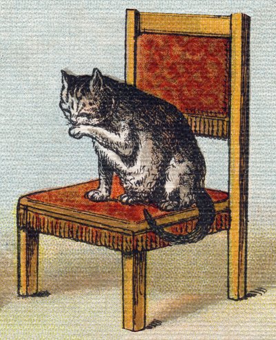 Kočka na židli. Rytina "Alphabet de ma petite fille". Bernardin-Bechet a Fils, knihkupci-nakladatelé, Paříž, kolem roku 1895. Nerozbitné album na plátně. Bibliotheque des Bebes. 12 stran. Album obsahující metodu čtení a názornou abecedu od Unbekannt