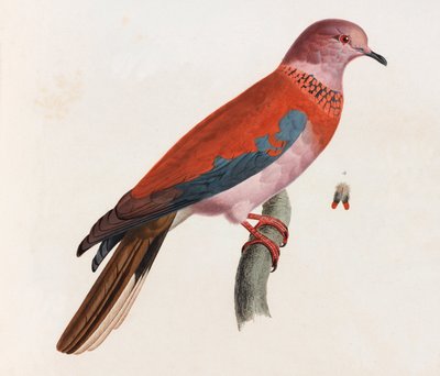Barevná ilustrace ptáka od Unbekannt