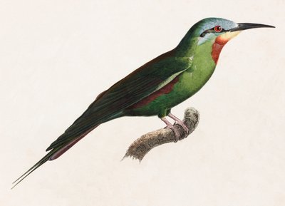 Barevná ilustrace zeleného ptáka od Unbekannt