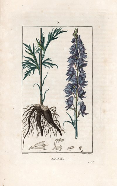 Aconit - Rytina od Lamberta podle kresby Pierra Jeana Francoise Turpina (1775-1840), z knihy La flore medicale, de Chaumeton, Poiret et Chamberet, Paris 1830 - Aconitum napellus, zobrazující květy, listy a kořeny - Rytina od Lamberta podle kresby Pierra Je od Unbekannter Künstler