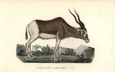 Addax neboli antilopa šrouborohá, Addax nasomaculatus. Kriticky ohrožený druh. Ručně kolorovaná mědirytina z knihy Complements de Buffon od Rene Primevere Lessona, Pourrat Freres, Paříž. od Unbekannter Künstler