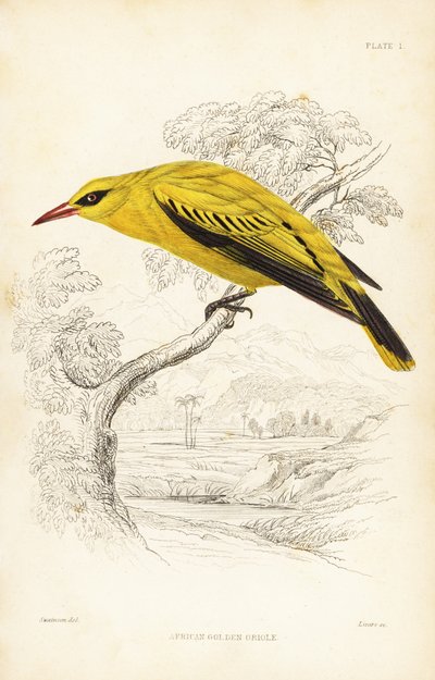 Zlatohlávek africký, Oriolus auratus. Ručně kolorovaná ocelorytina od Williama Lizarse podle Williama Swainsona z Přírodopisné knihovny sira Williama Jardina: Ornitologie: Lizars: Birds of Western Africa, Edinburgh, W.H. Lizars od Unbekannter Künstler