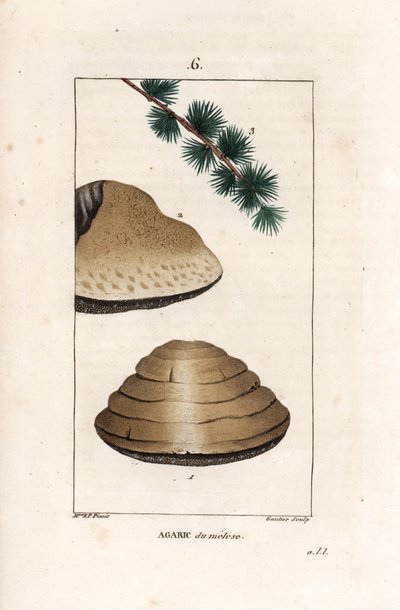 Agaric du meleze - Rytina od Gautiera d