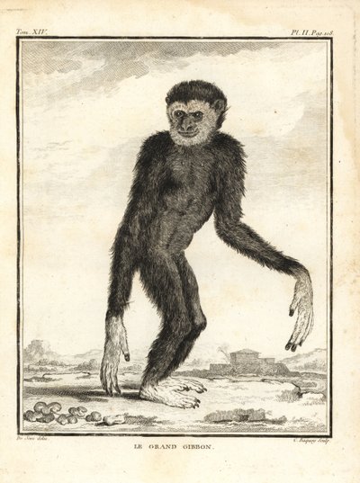 gibon hbitý, Hylobates agilis. Zpracováno. Gibon velký. Mědirytina C. Baquoye podle ilustrace Jacquese de Seve z knihy Georges-Louis Leclerc, Comte de Buffon