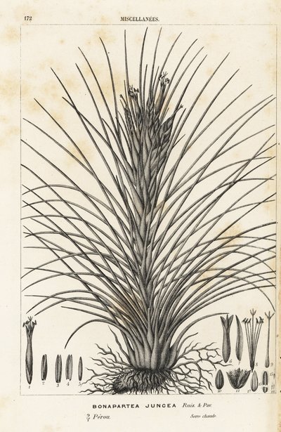Vzdušná rostlina, Tillandsia juncea (Bonapartea juncea). Ručně kolorovaná litografie z publikace Louise van Houtteho a Charlese Lemaira Flowers of the Gardens and Hothouses of Europe, Flore des Serres et des Jardins de l