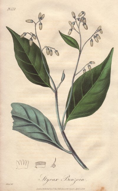 Alibouffier nebo styrax (Styrax benzoin) - Silná voda Williama Clarka k ilustraci knihy "Medical Botanical, Description of the Medicinal Plants of London, Edinburgh, and Dublin" od Johna Stephensona a Jamese Morsse Churchilla, vydané v Londýně Johnem Chure od Unbekannter Künstler