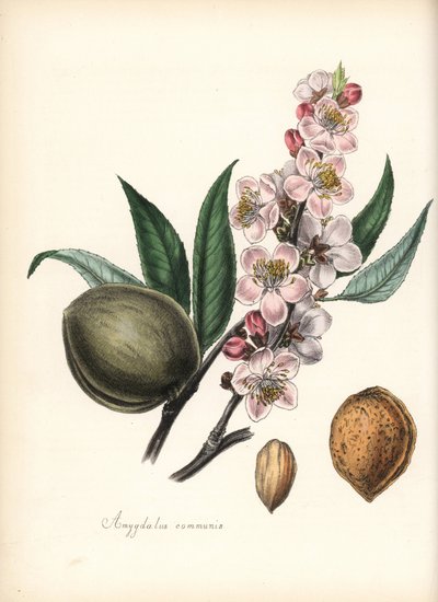 Mandle - mandloň obecná, Prunus amygdalus (Amygdala communis), s květem, listem, plodem a semenem (ořechem). Ručně kolorovaná zinkografie Chabotse nakreslená slečnou M. A. Burnettovou z její knihy "Plantae Utiliores: or Illustrations of Useful Plants", Whi od Unbekannter Künstler