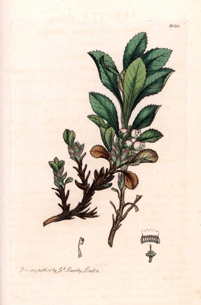 Hroznovec alpský (Arctostaphylos alpina) - litografie podle kresby Jamese Sowerbyho pro Smith