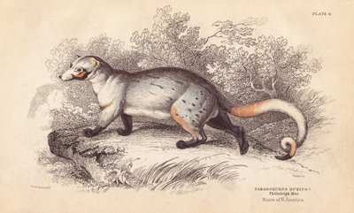 Paradoxid americký, Paradoxurus dubius. Z exempláře ve Filadelfském muzeu. Ručně kolorovaná ocelorytina od Lizarse podle ilustrace Charlese Hamiltona Smithe z Naturalist