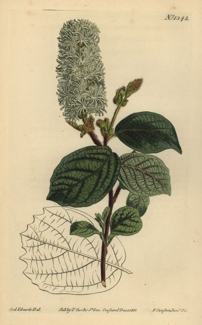 Wych líska, Fothergilla gardenii (fothergilla širokolistá, Fothergilla alnifolia major) od Unbekannt
