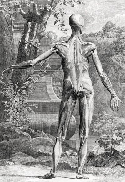 Anatomická ilustrace od Unbekannter Künstler