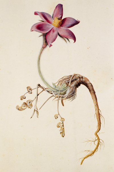 Anemone pulsatilla/Anenome pulstaille od Unbekannt