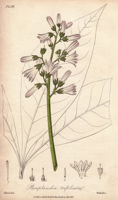 Angostura strom, Angostura trifoliata od Unbekannter Künstler