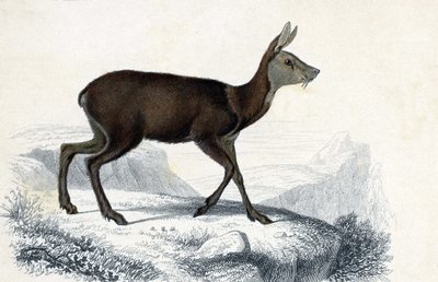 Tabule zvířat: Chevrotain (Moschus Pygnueus). Mammiferes quadrupedes ruminants - in "Dictionnaire universel d