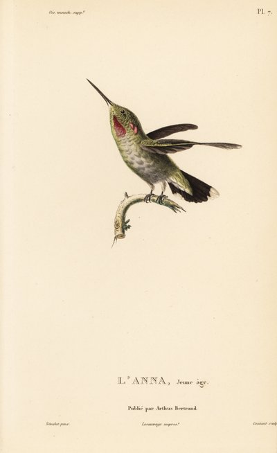 Kolibřík Anny, Calypte anna (Ornismya anna), mládě. Ručně kolorovaná ocelorytina od Coutanta podle ilustrace Jeana-Gabriela Pretra z knihy Rene Primevere Lessona Natural History of the Colibri Genus of Hummingbirds. od Unbekannter Künstler