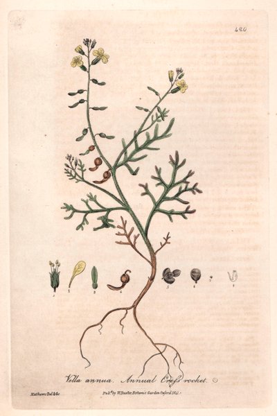 Vella roční (Vella annua) - botanická tabulka od Isaaca Russella, vyryl Charles Matthews, z knihy "English Botanical Phenomenes" od Williama Baxtera (1788-1871) od Unbekannter Künstler