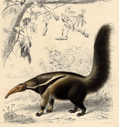 Mravenec Tamanor (Myrmecophaga jubata) od Unbekannter Künstler