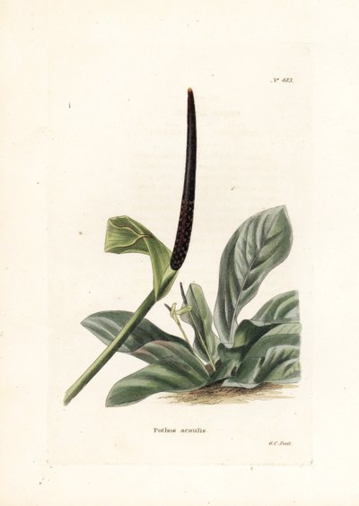 Anturie ptačí hnízdo (Pothos acaulis) - litografie George Cooka pro britský časopis Conrad Loddiges Botanical Cabinet (1738-1826) od Unbekannter Künstler