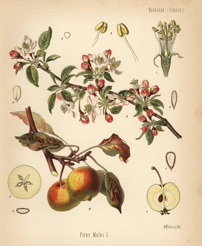 Jabloň domácí, Malus domestica (Pyrus malus). Chromolitografie podle botanické ilustrace Walthera Müllera z knihy Hermanna Adolpha Koehlera Léčivé rostliny, kterou vydal Gustav Pabst, Koehler, Německo. od Unbekannter Künstler
