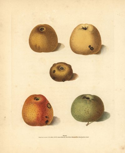 Odrůdy jablek, Malus domestica: Franklin
