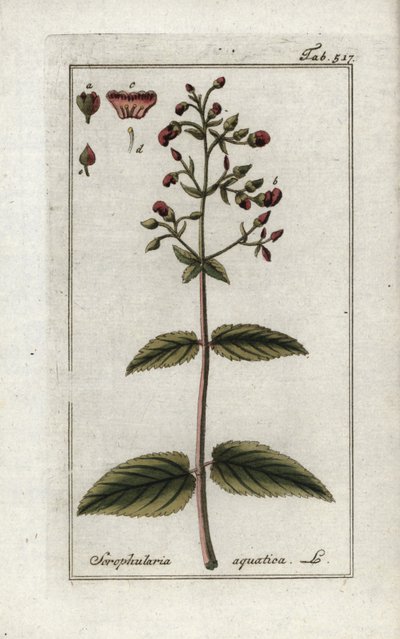 Vodní šupinovka (Scrophularia aquatica). Litografie z knihy "Afbeelding der Artseny-Gewassen" od Johannese Zorna (1739-1799), Nizozemsko od Unbekannter Künstler