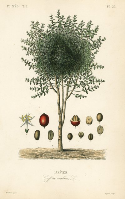 Arabský kávovník, Coffea arabica, Cafeyer od Unbekannter Künstler