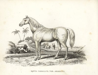 Arabský kůň, Equus caballus var. arabicus. S Napoleonovou značkou na boku a francouzskými vojáky a děly na severoafrickém bojišti. Ručně kolorovaná litografie z přírodovědné galerie Georga Friedricha Treitschkeho, Naturhistor od Unbekannter Künstler